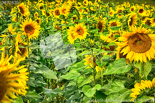 Image of sunflower field on a farm somewhere in south carolina usa