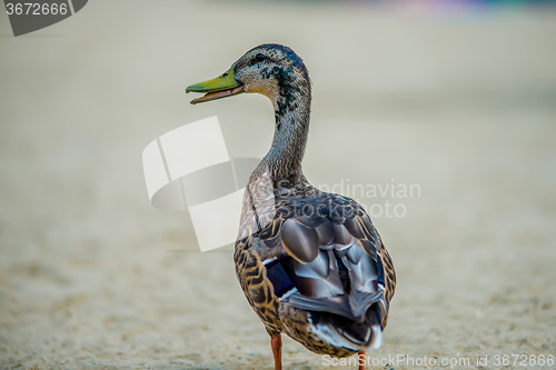 Image of beautiful duck walking on the beach