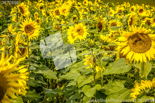 Image of sunflower field on a farm somewhere in south carolina usa