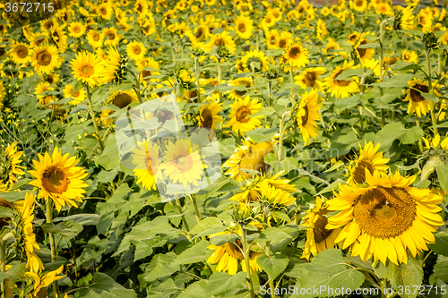 Image of sunflower field on a farm somewhere in south carolina usa