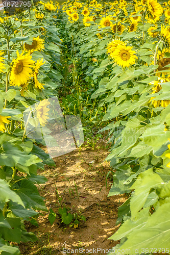 Image of sunflower field on a farm somewhere in south carolina usa