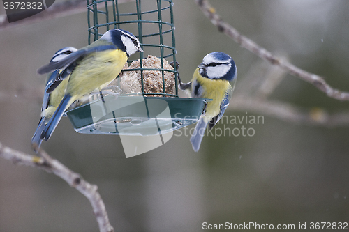 Image of bluetits