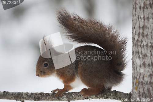 Image of red squirrel