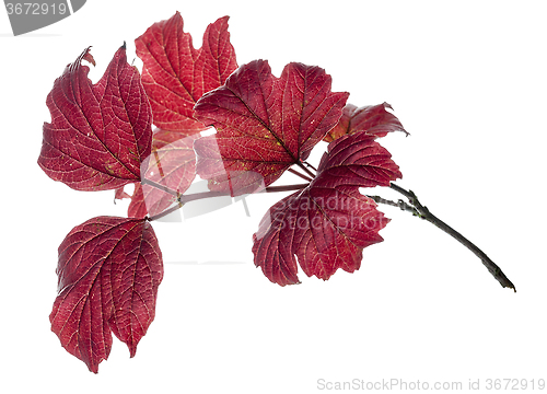 Image of Red Leaves 