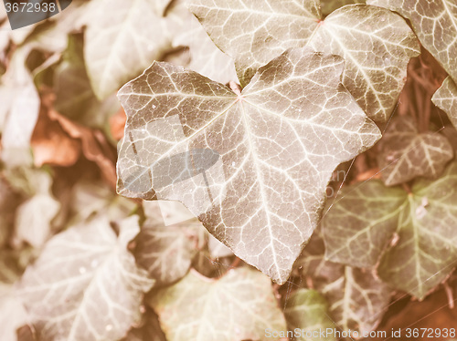 Image of Retro looking Ivy leaves