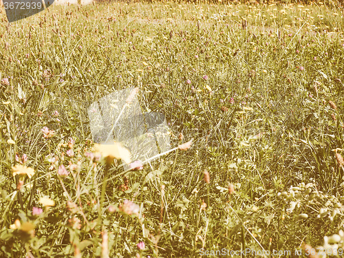 Image of Retro looking Green grass meadow background
