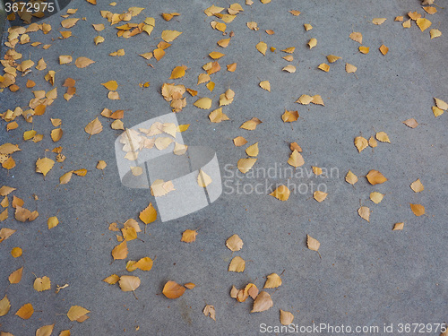 Image of Autumn leaves background