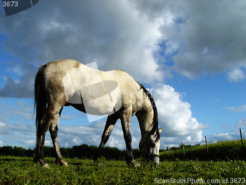 Image of white horse browsing