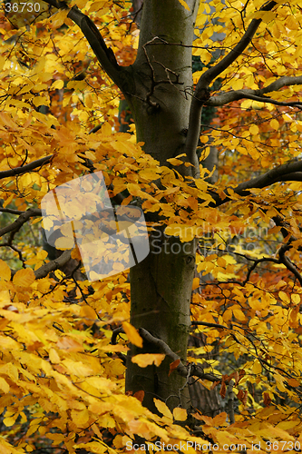 Image of Autumn