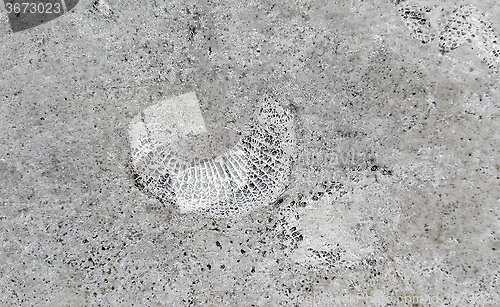 Image of Stone texture with fossils 