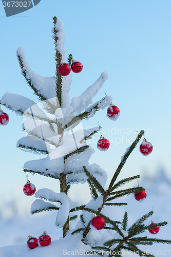 Image of christmas balls on pine tree