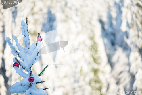 Image of christmas balls on pine tree