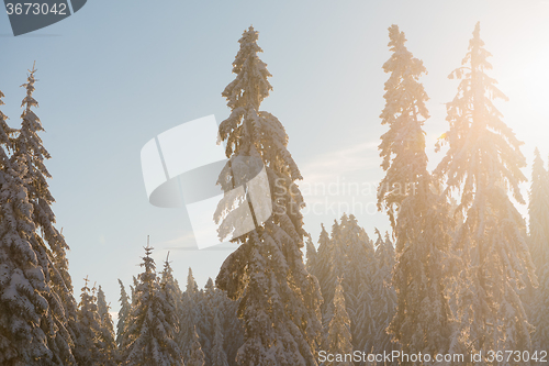 Image of pine tree forest background covered with fresh snow