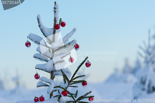 Image of christmas balls on pine tree