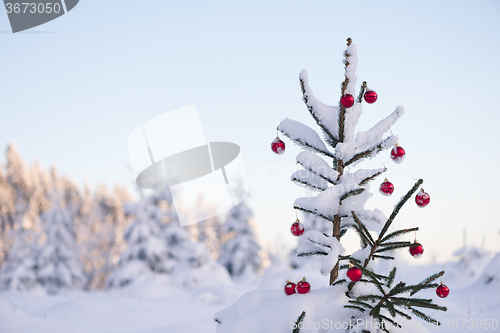 Image of christmas balls on pine tree