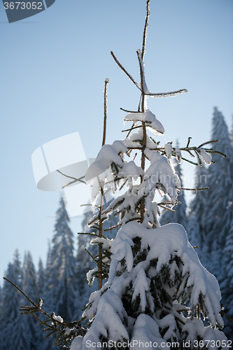 Image of pine tree forest background covered with fresh snow