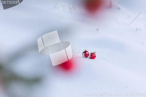 Image of red christmas balls in fresh snow