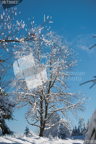 Image of pine tree forest background covered with fresh snow