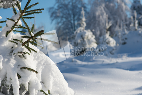 Image of pine tree forest background covered with fresh snow