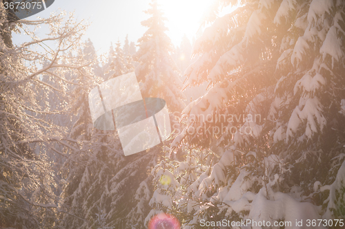 Image of pine tree forest background covered with fresh snow