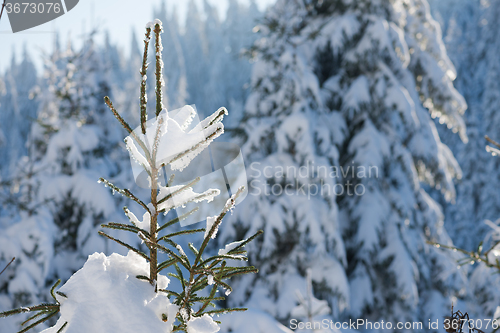 Image of pine tree forest background covered with fresh snow