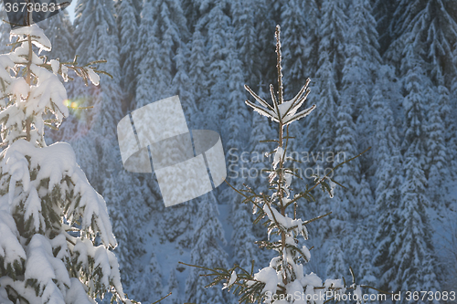 Image of pine tree forest background covered with fresh snow