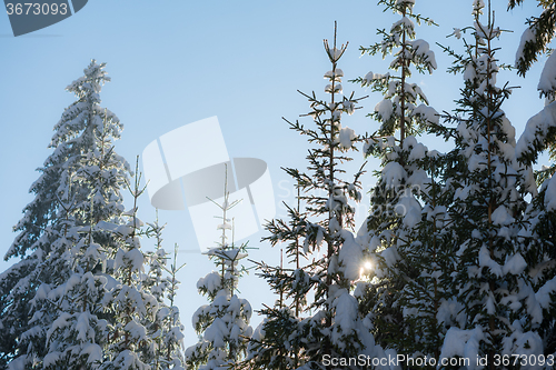 Image of pine tree forest background covered with fresh snow