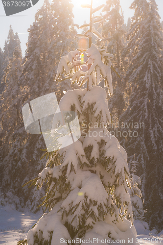 Image of pine tree forest background covered with fresh snow