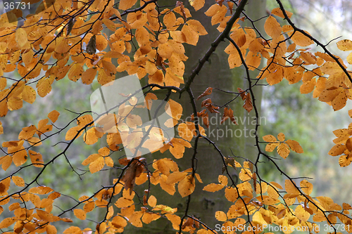 Image of Autumn