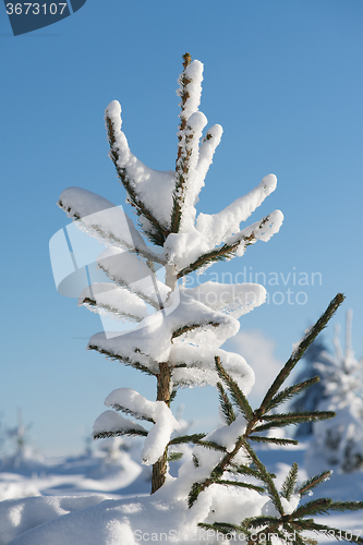 Image of pine tree forest background covered with fresh snow