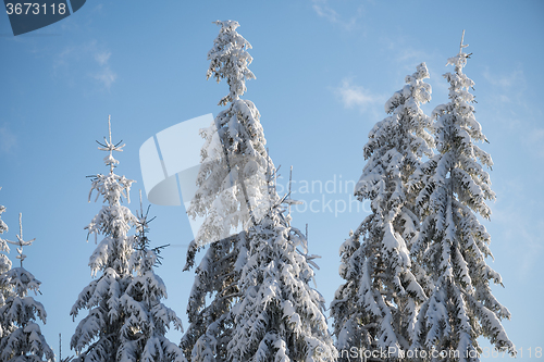 Image of pine tree forest background covered with fresh snow