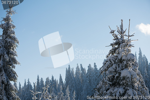 Image of pine tree forest background covered with fresh snow