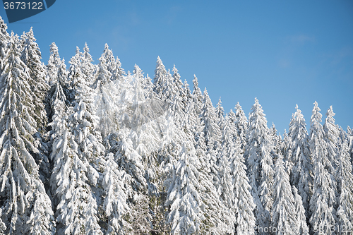 Image of pine tree forest background covered with fresh snow