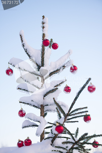 Image of christmas balls on pine tree