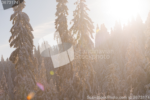 Image of pine tree forest background covered with fresh snow