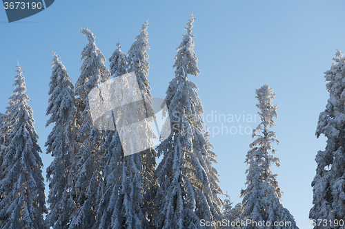 Image of pine tree forest background covered with fresh snow