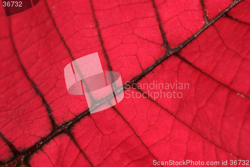 Image of Red Leaf