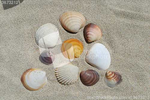 Image of Sea shells on the sand