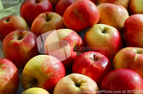 Image of Ripe apples