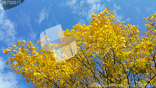 Image of Bright yellow branches of autumn tree on blue sky 