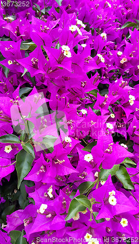 Image of Bougainvillea bright natural background