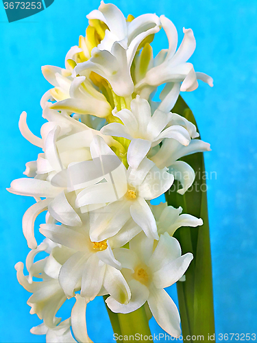 Image of Macro view of white flowers of Hyacinthus