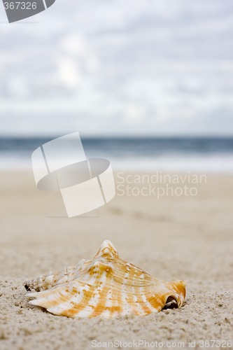 Image of Shell on the beach