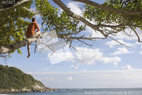 Image of Man in a tree at the beach