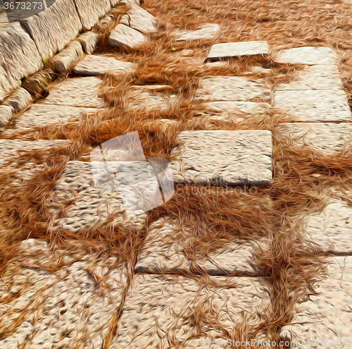 Image of pine needles    ruins stone and theatre in  antalya  arykanda tu