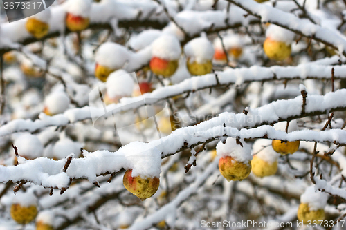 Image of Apple tree under the snow