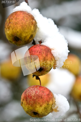 Image of Apple tree under the snow