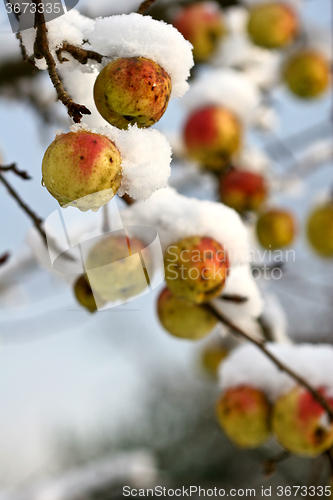 Image of Apple tree under the snow