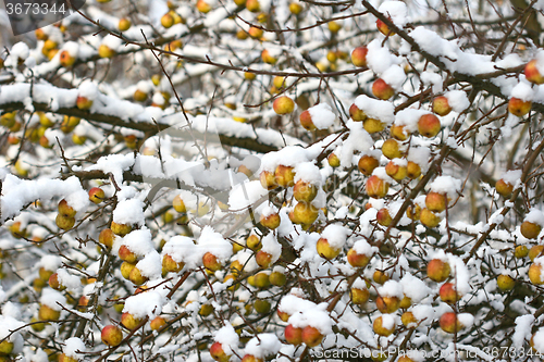 Image of Apple tree under the snow