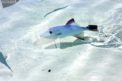 Image of little fish   isla contoy           in     foam  the sea   day  